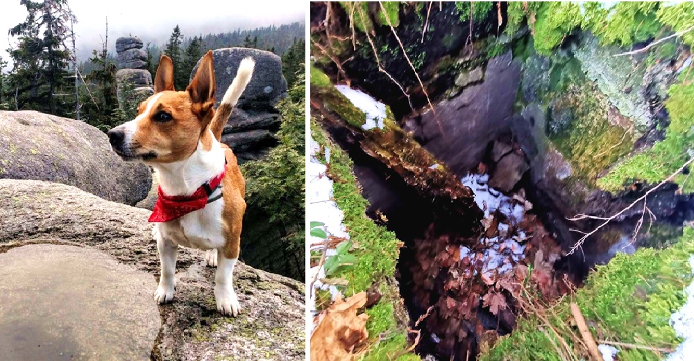 Perrito arrastra a su dueño hasta un agujero para salvar a un Golden al borde de la muerte