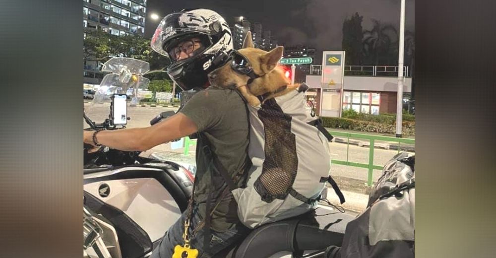 Un perrito es captado viajando tranquilo y feliz en una moto, confía a ciegas en su humano