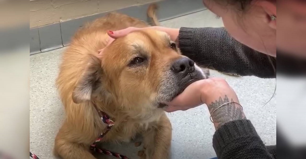 Perrito anciano de un refugio le pone la pata a una mujer y le dice que es hora de dejarlo ir