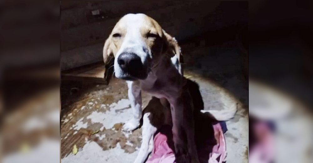 Perrito pone su cuerpo para defender a su dueña de su esposo y termina grave en la clínica