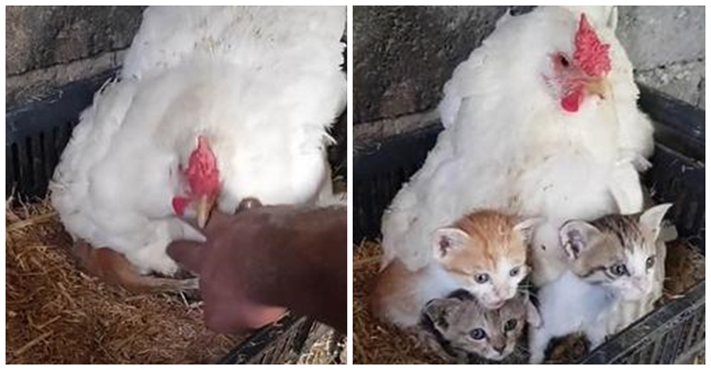 Un hombre encuentra a su gallina «empollando» amorosamente a tres gatitos huérfanos