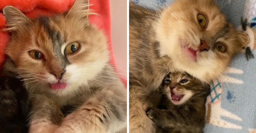 Madre gata está tan feliz de que sus 4 gatitos ya no tendrán que pasar ni un día más en la calle