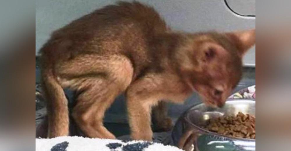 Denuncia el caso del gatito desnutrido que se vendía en una tienda de mascotas por 1,300 dólares