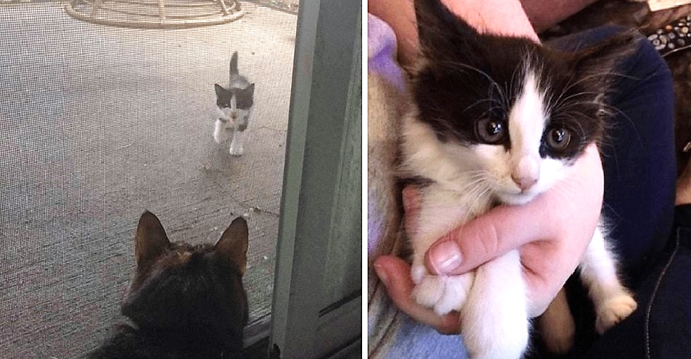 Gatito callejero desamparado maúlla para exigir que se apiaden de él y le abran la puerta Gatito callejero desamparado maúlla para exigir que se apiaden de él y le abran la puerta