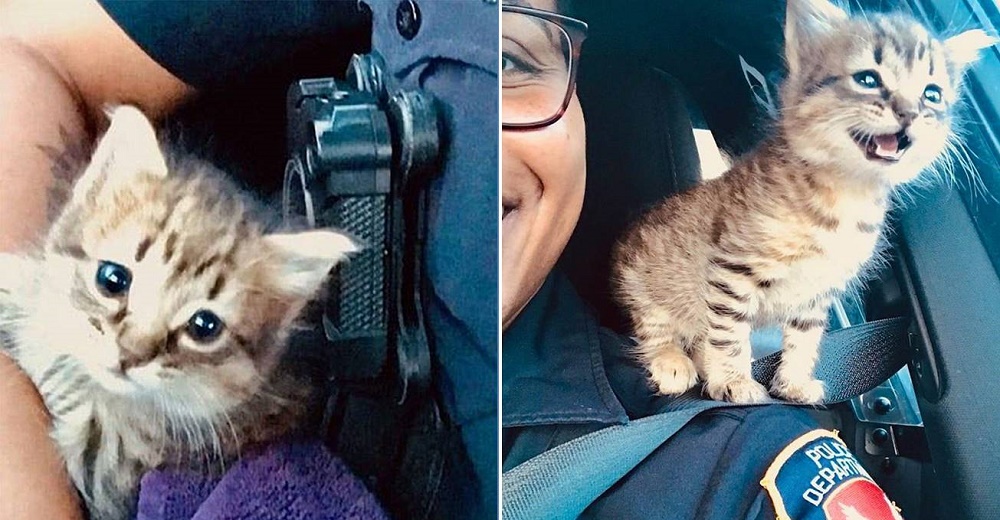 Un policía se conmueve tanto con la situación de un gatito que decide llevarlo a casa Un policía se conmueve tanto con la situación de un gatito que decide llevarlo a casa
