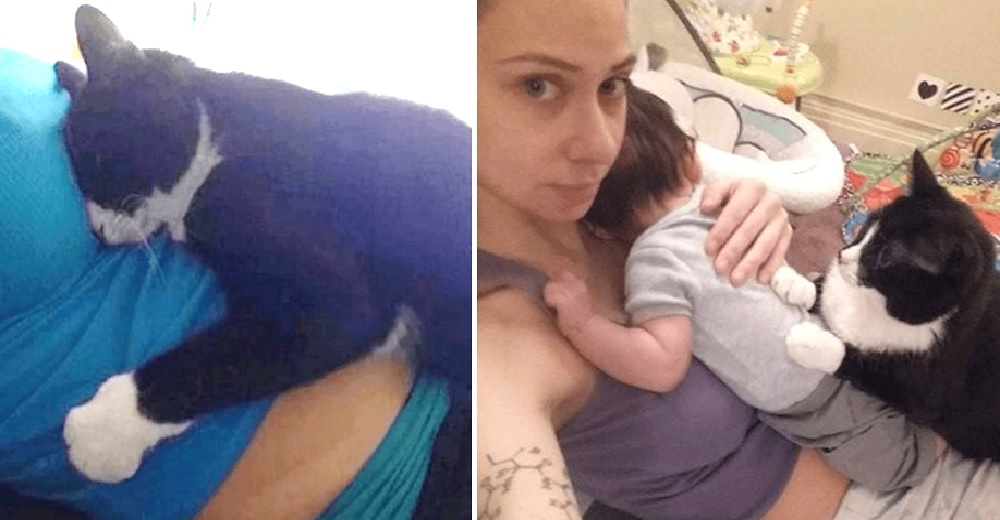 Desde que estaba embarazada la gatita que rescató se ocupa de proteger a su bebé Desde que estaba embarazada la gatita que rescató se ocupa de proteger a su bebé
