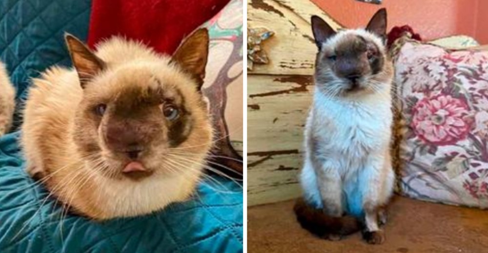 Gato con la cara más tierna se recupera feliz tras haber sido abandonado