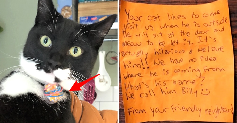 Su gato regresa a casa con una nota en su collar que lo dejo totalmente desconcertado Su gato regresa a casa con una nota en su collar que lo dejo totalmente desconcertado