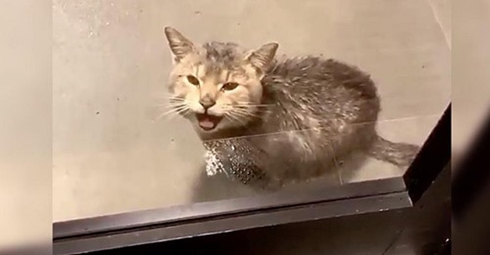 Gatito llama a la puerta de una oficina suplicando que lo permitan guarecerse de la lluvia