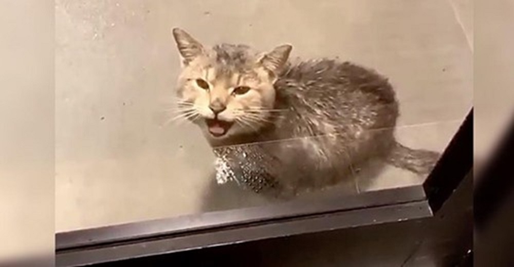 Gatito llama a la puerta de una oficina suplicando que lo permitan guarecerse de la lluvia Gatito llama a la puerta de una oficina suplicando que lo permitan guarecerse de la lluvia