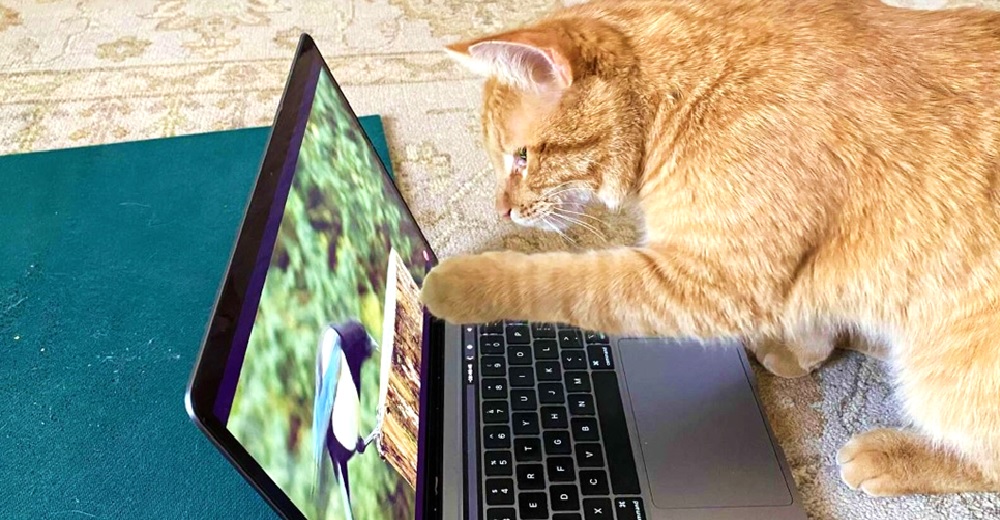 Cada tarde un gato llega a su casa desesperado por ver unos vídeos en su ordenador Cada tarde un gato llega a su casa desesperado por ver unos vídeos en su ordenador