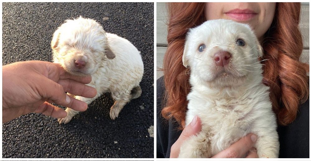 «Gritaba de dolor» – Cachorrita queda ciega tras ser arrojada de un auto en movimiento