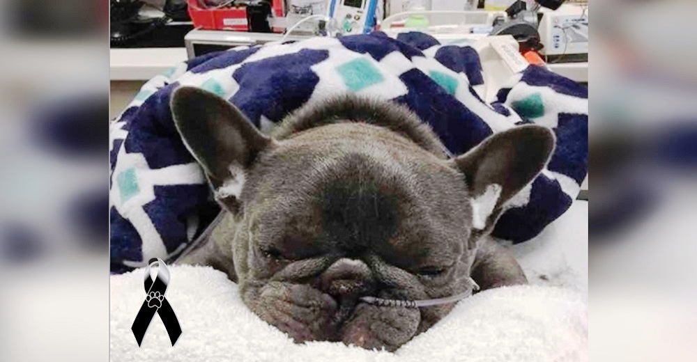 “¿Qué haré sin ti?”–Famosa actriz lamenta la fatal pérdida de su amado e incondicional perrito “¿Qué haré sin ti?”–Famosa actriz lamenta la fatal pérdida de su amado e incondicional perrito