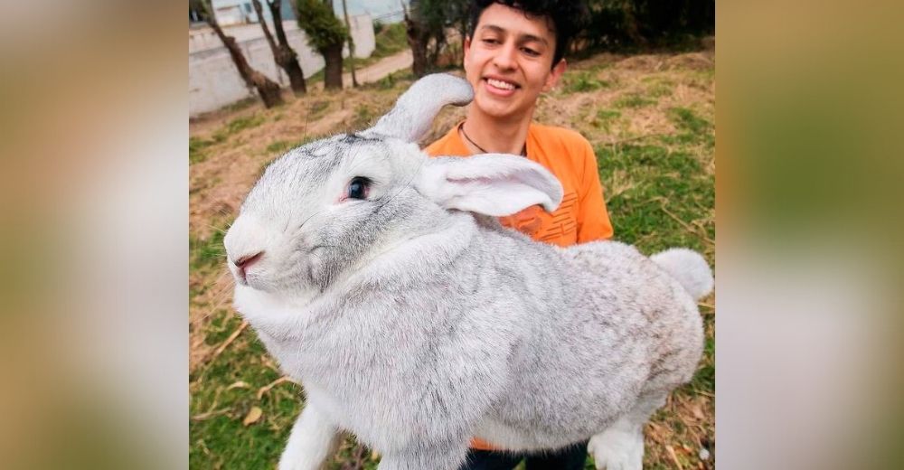 Señalan al joven estudiante que terminó criando los conejos más gigantes del mundo