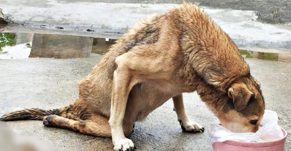 Sin poder mover sus patitas, llora y se arrastra al ver a una buena samaritana con comida