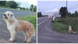Un leal perrito se reencuentra con su antigua familia a la que esperó 4 años en una carretera