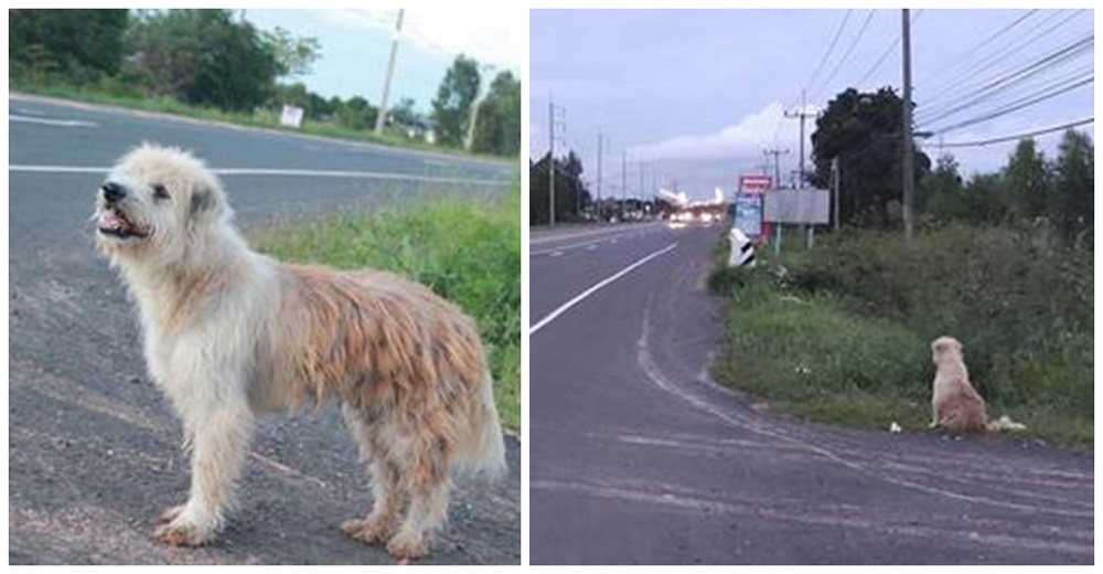 Un leal perrito se reencuentra con su antigua familia a la que esperó 4 años en una carretera