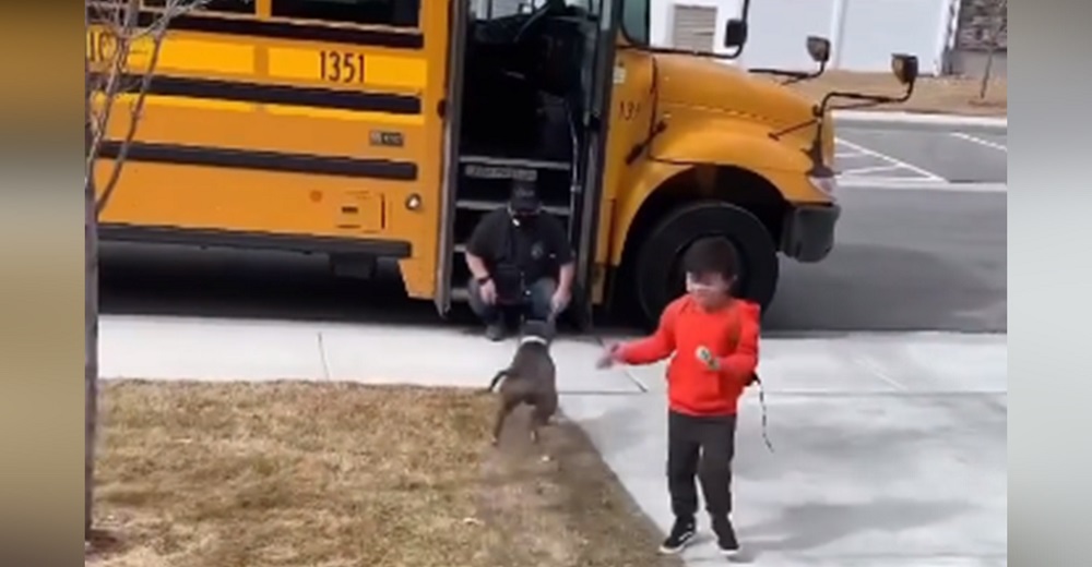 Pitbull corre hacia el conductor que se llevó a su pequeño humano y el hombre se queda helado Pitbull corre hacia el conductor que se llevó a su pequeño humano y el hombre se queda helado