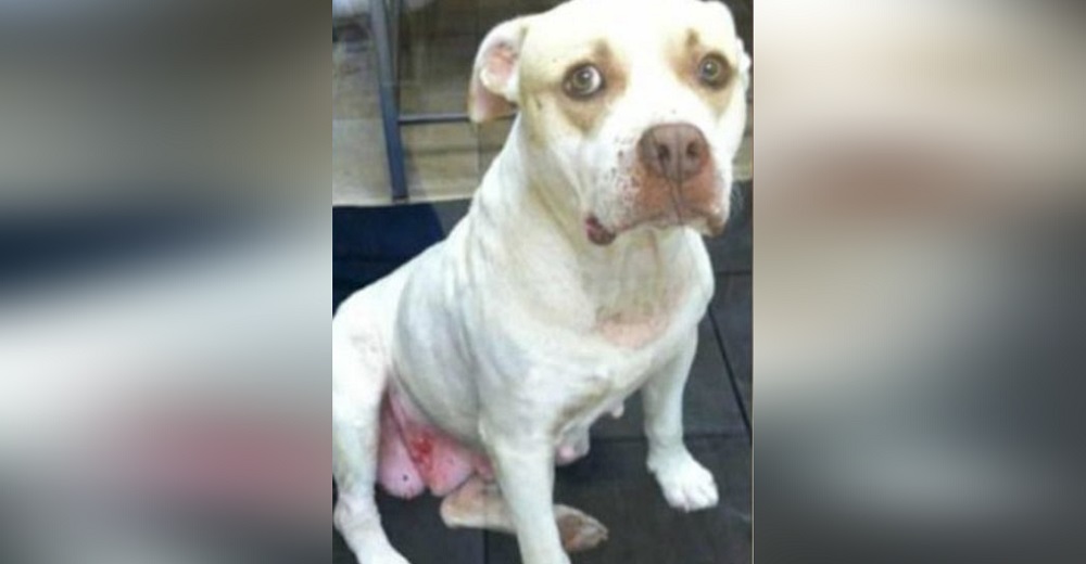 El drama de la pitbull echada a su suerte con cáncer de mama, sacrificarla era la única opción El drama de la pitbull echada a su suerte con cáncer de mama, sacrificarla era la única opción