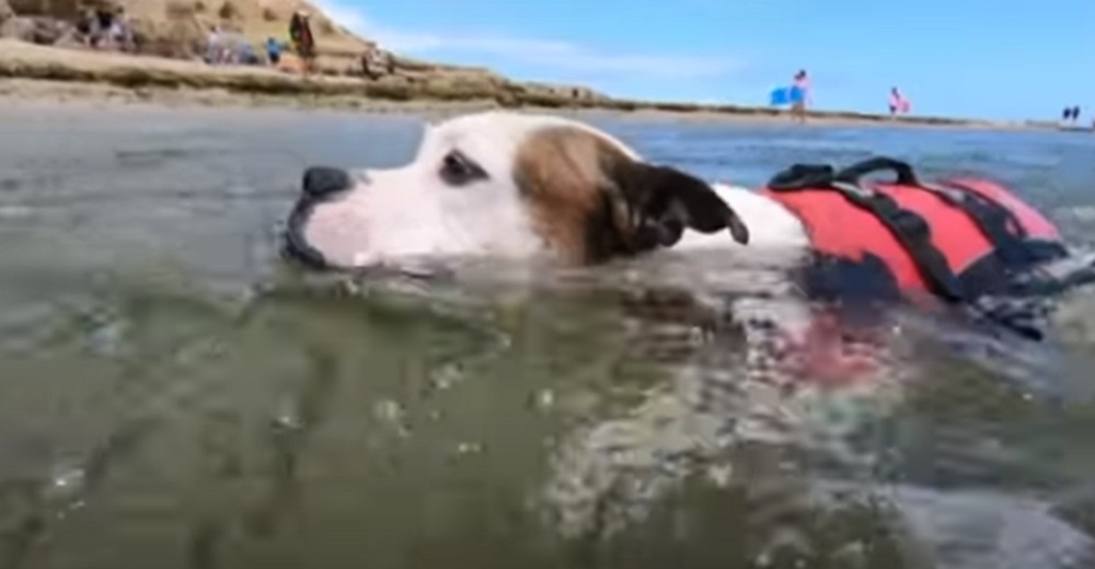 Perrito lucha contra la corriente para salvar de morir ahogado a un niño que ni conocía