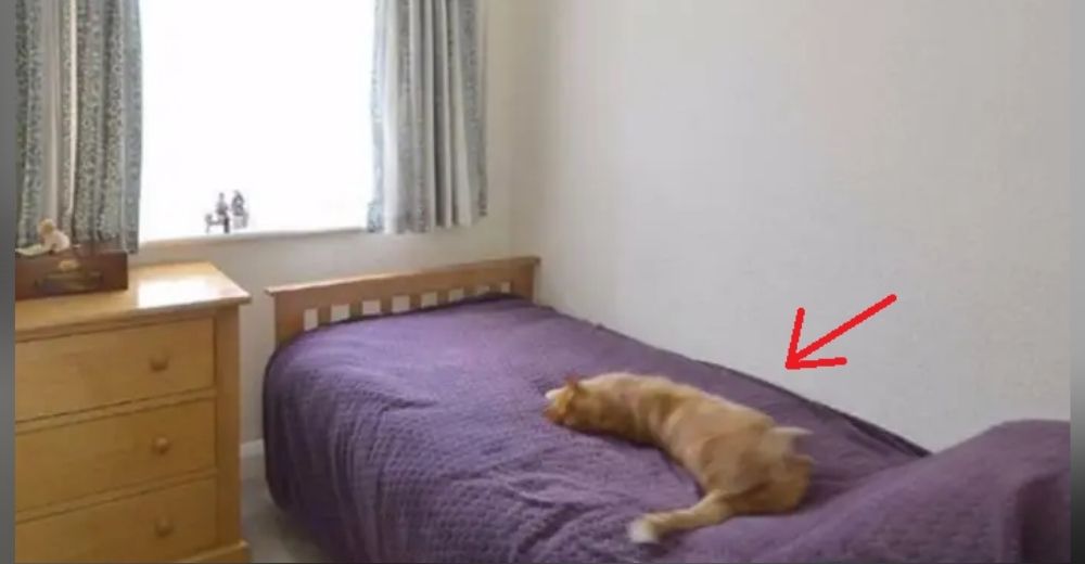 Decide curiosear las fotos de la casa que vendía su vecino y descubre a su gato relajado Decide curiosear las fotos de la casa que vendía su vecino y descubre a su gato relajado