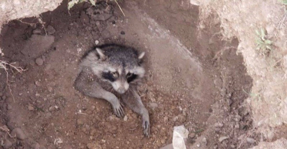 Dos hermanitos luchan por ayudar a un mapache que jadeaba atascado en una madriguera Dos hermanitos luchan por ayudar a un mapache que jadeaba atascado en una madriguera