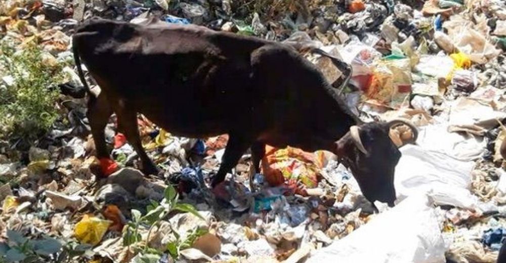 Una pobre vaca extraviada termina alimentándose solo de plástico en un vertedero de basura