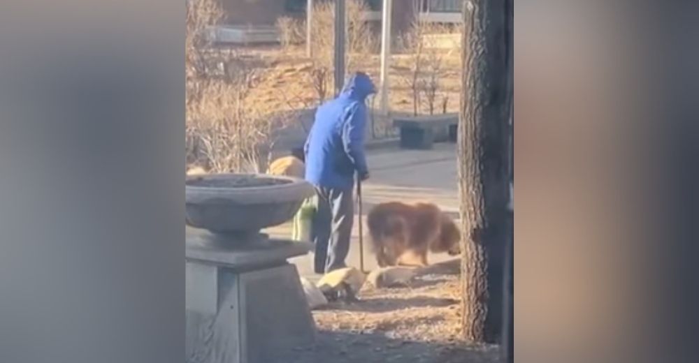 Un abuelito y su perro se niegan a separarse mientras luchan contra los estragos de la vejez