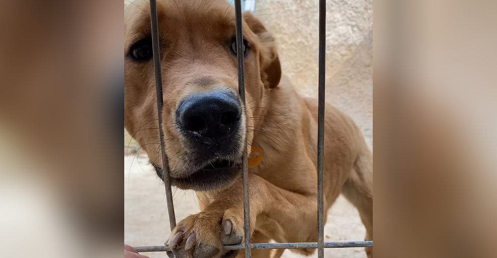 Llora de tristeza y se niega a comer tras ser devuelto solo 3 días después de ser adoptado