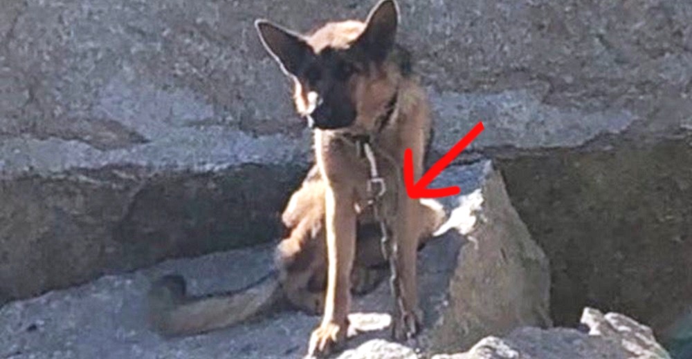 Rescatan a la pobre perrita que dejaron atada a unas rocas bajo el sol inclemente