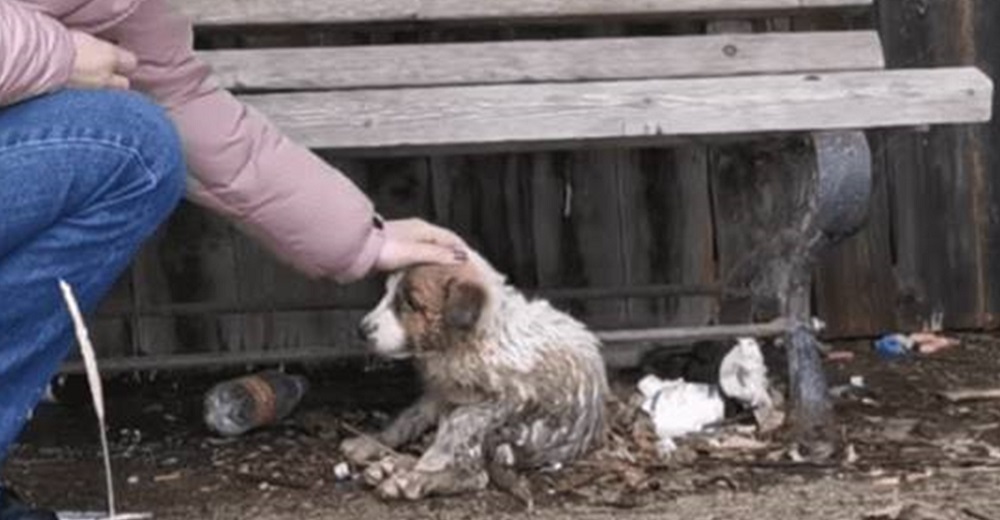 Escondida bajo un banco lleno de desechos y llena de barro, al fin siente una mano acariciándola Escondida bajo un banco lleno de desechos y llena de barro, al fin siente una mano acariciándola