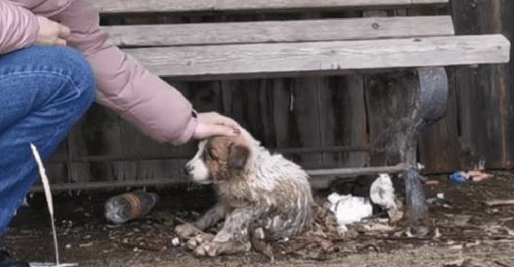 Escondida bajo un banco lleno de desechos y llena de barro, al fin siente una mano acariciándola