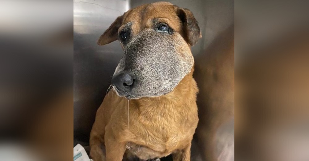 Una pobre perrita con el hocico hinchado suplica con su mirada de dolor que le salven la vida