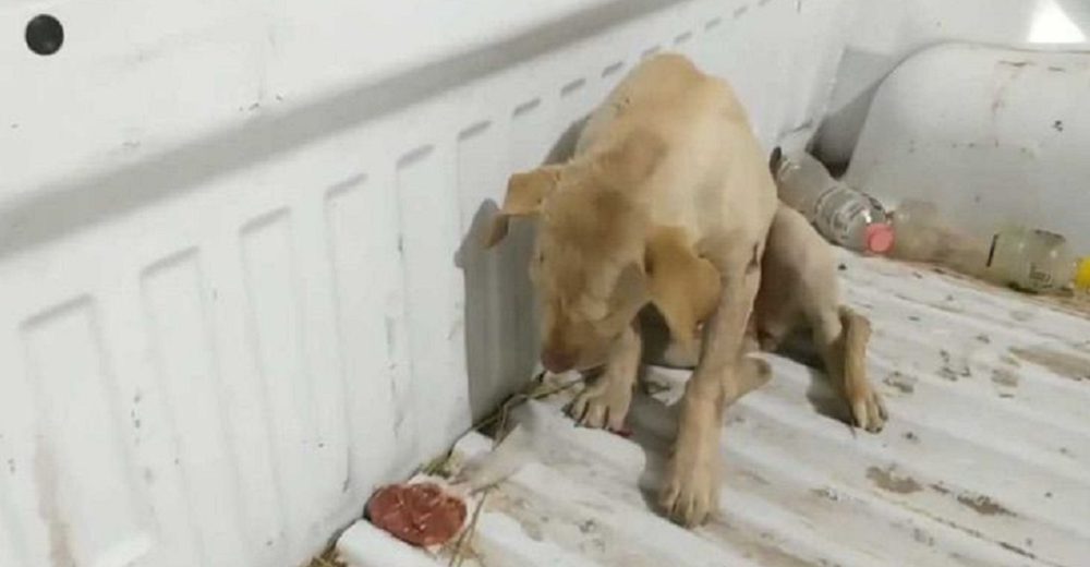 Perrito impactado por un proyectil se refugia debajo de una camioneta mientras llora por ayuda