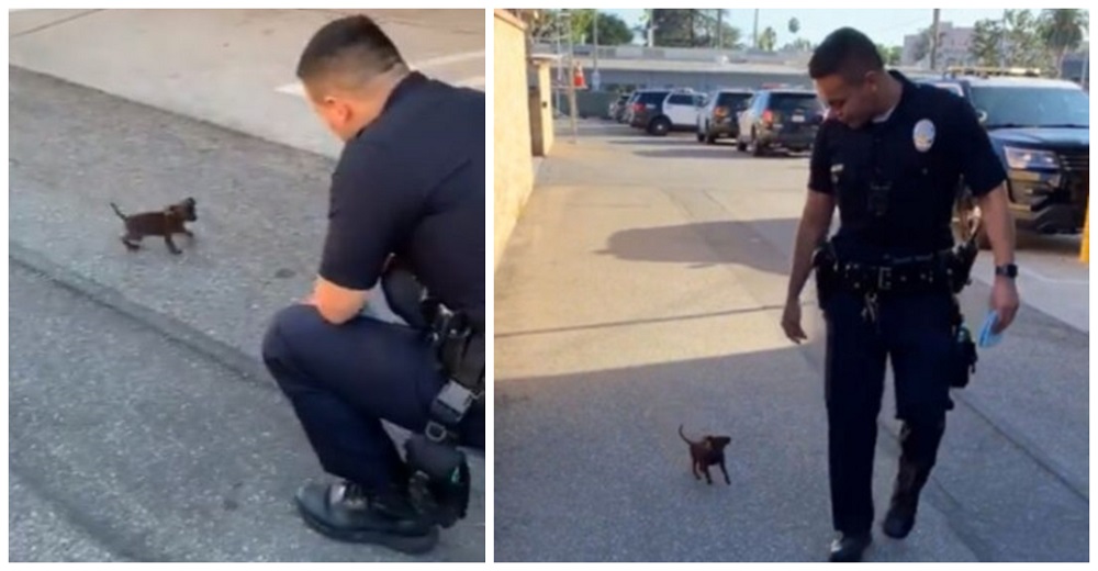 Un cachorro diminuto intercepta a 2 policías que llegaron justo a tiempo para salvarlo