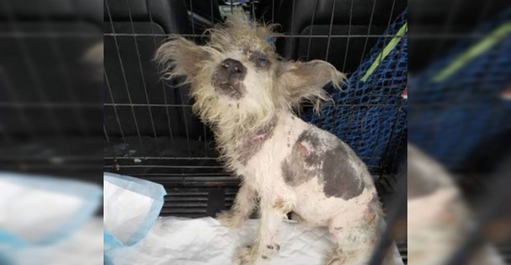 Lo abandonaron sin nada de pelo pensando que su enfermedad era incurable pero una mujer lo salvó Lo abandonaron sin nada de pelo pensando que su enfermedad era incurable pero una mujer lo salvó