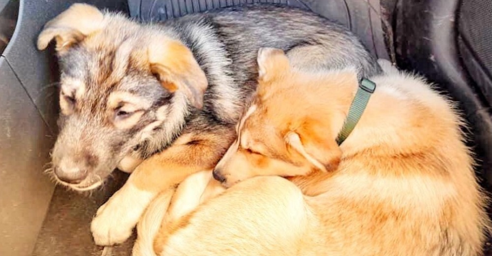 Adoptan al perrito que esperaba junto a su inseparable hermanito ciego encontrar un hogar Adoptan al perrito que esperaba junto a su inseparable hermanito ciego encontrar un hogar