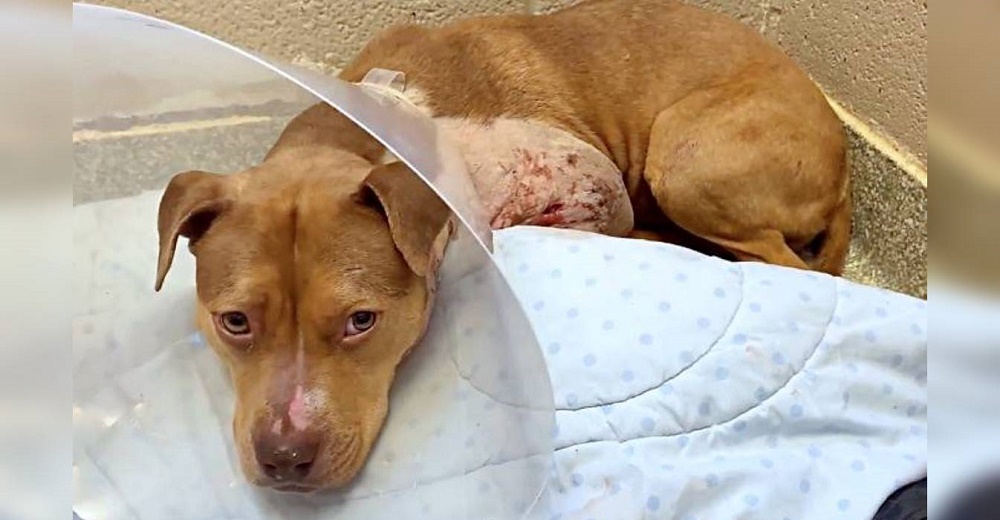 Luchó para salir de la caja en la que fue arrojada tras años de sufrir en las peleas de perros