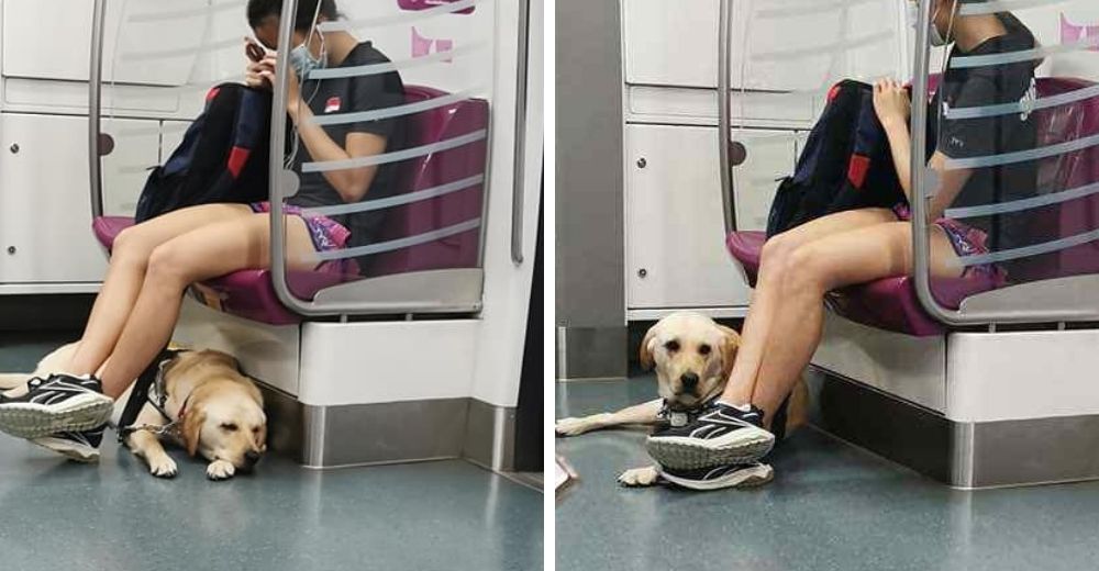 Perrito guía se queda dormido en el metro y se despierta justo al llegar para ayudar a mamá