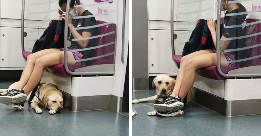 Perrito guía se queda dormido en el metro y se despierta justo al llegar para ayudar a mamá Perrito guía se queda dormido en el metro y se despierta justo al llegar para ayudar a mamá