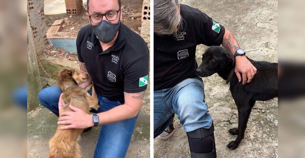 «No arrestamos al dueño» – La policía acude a rescatar a 2 perritos en condiciones deplorables