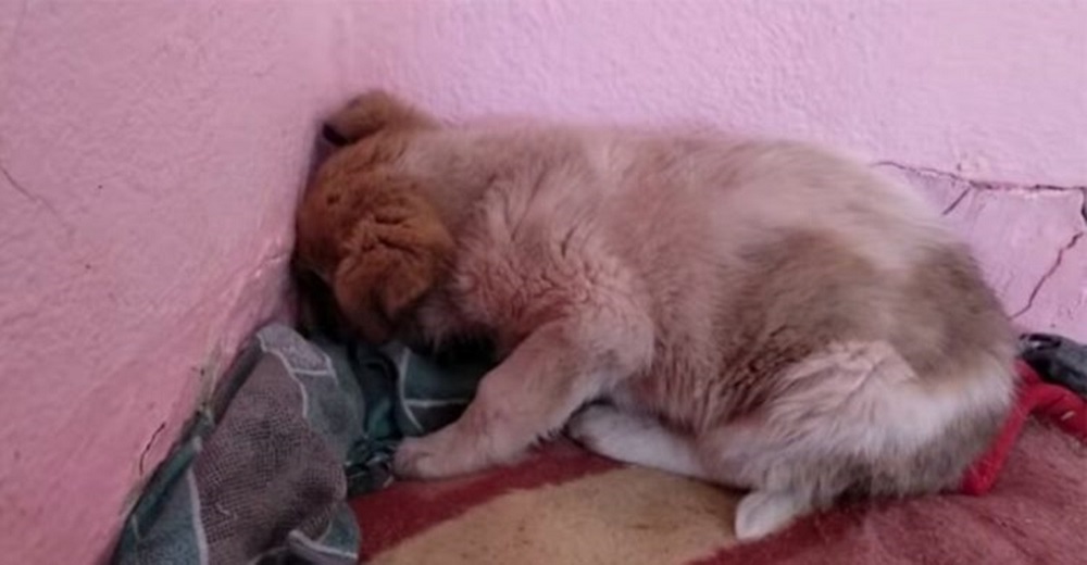 Un cachorrito se mantuvo día y noche abrazado al cuerpo de su mamá que yacía en la carretera