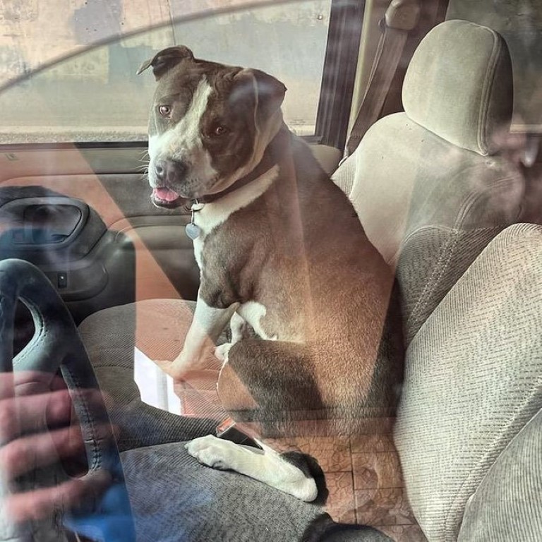Como Hacer Que Un Pitbull Suelte A Otro Perro