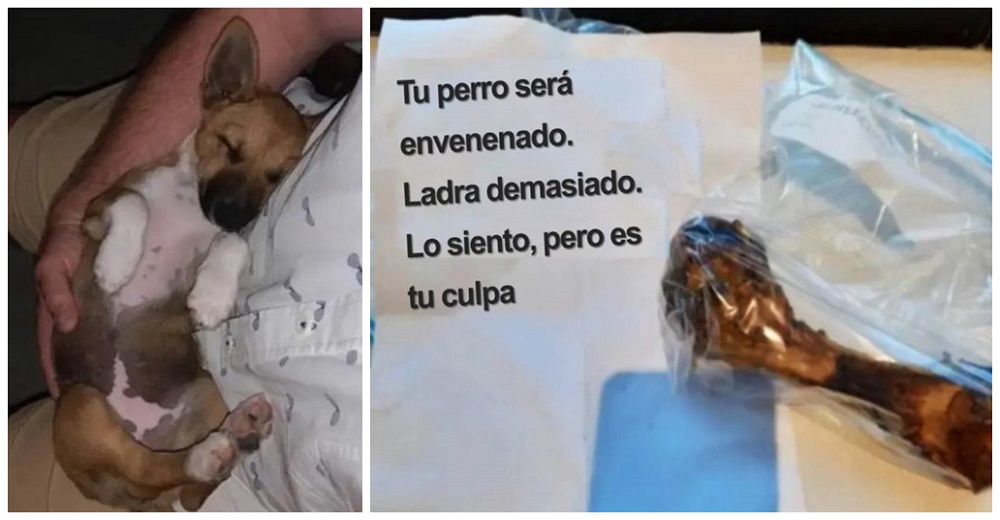 Encuentra un hueso con una nota de amenaza a su perrita por “ladrar demasiado”