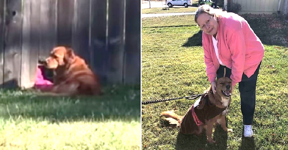 Perrita espera en la cerca a su vecina favorita para que no pase sola en la cuarentena Perrita espera en la cerca a su vecina favorita para que no pase sola en la cuarentena