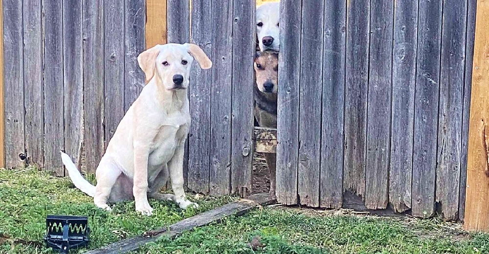 Atrapan a un perrito en medio de un ingenioso escape para pasar más tiempo con sus amigos Atrapan a un perrito en medio de un ingenioso escape para pasar más tiempo con sus amigos