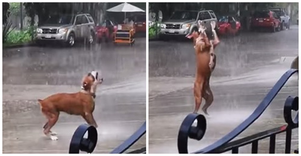 Un perrito bajo la lluvia recuerda a todos las cosas importantes de la vida y se hace viral Un perrito bajo la lluvia recuerda a todos las cosas importantes de la vida y se hace viral