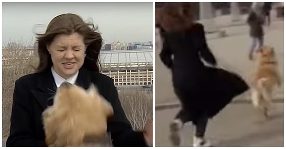 Un perrito agarra el micrófono de la reportera y huye a toda velocidad para no ser alcanzado Un perrito agarra el micrófono de la reportera y huye a toda velocidad para no ser alcanzado