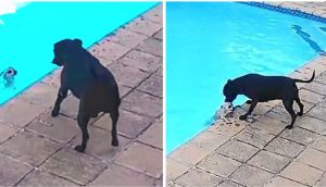 Cámara de seguridad graba a una perrita salvando la vida de su hermanito que cayó en la piscina
