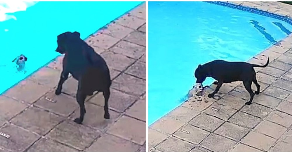 Cámara de seguridad graba a una perrita salvando la vida de su hermanito que cayó en la piscina Cámara de seguridad graba a una perrita salvando la vida de su hermanito que cayó en la piscina